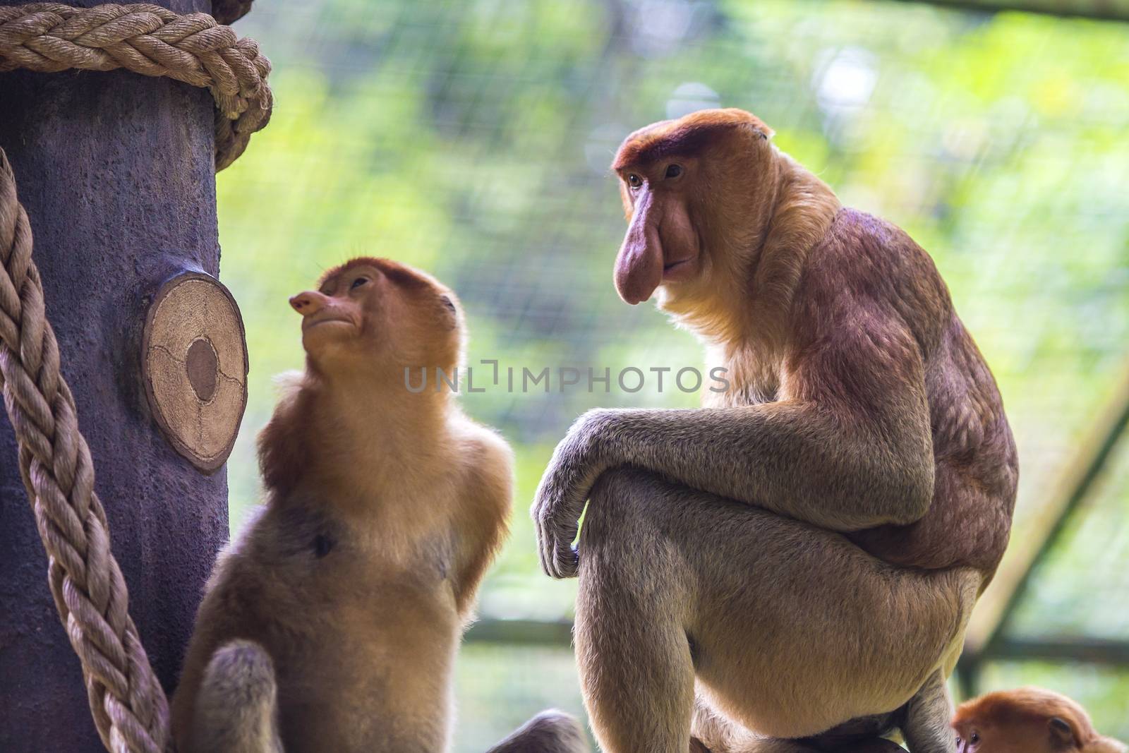 Proboscis monkey in the zoo garden. by truphoto