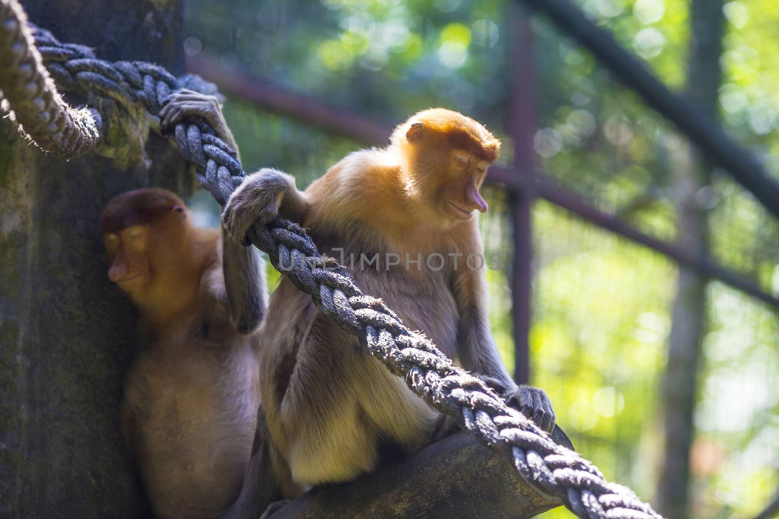 Proboscis monkey in the zoo garden.