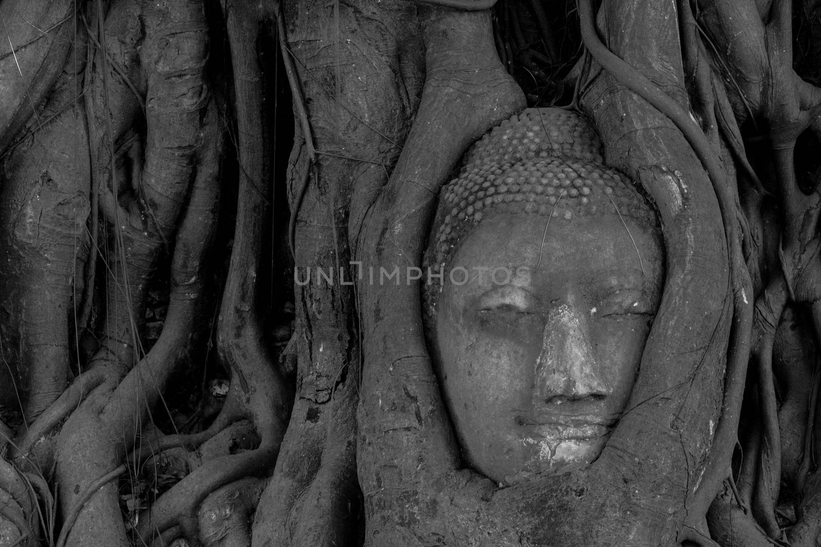 The Head of sandstone Buddha in tree roots at Wat Mahathat, Ayutthaya, Thailand, black and white