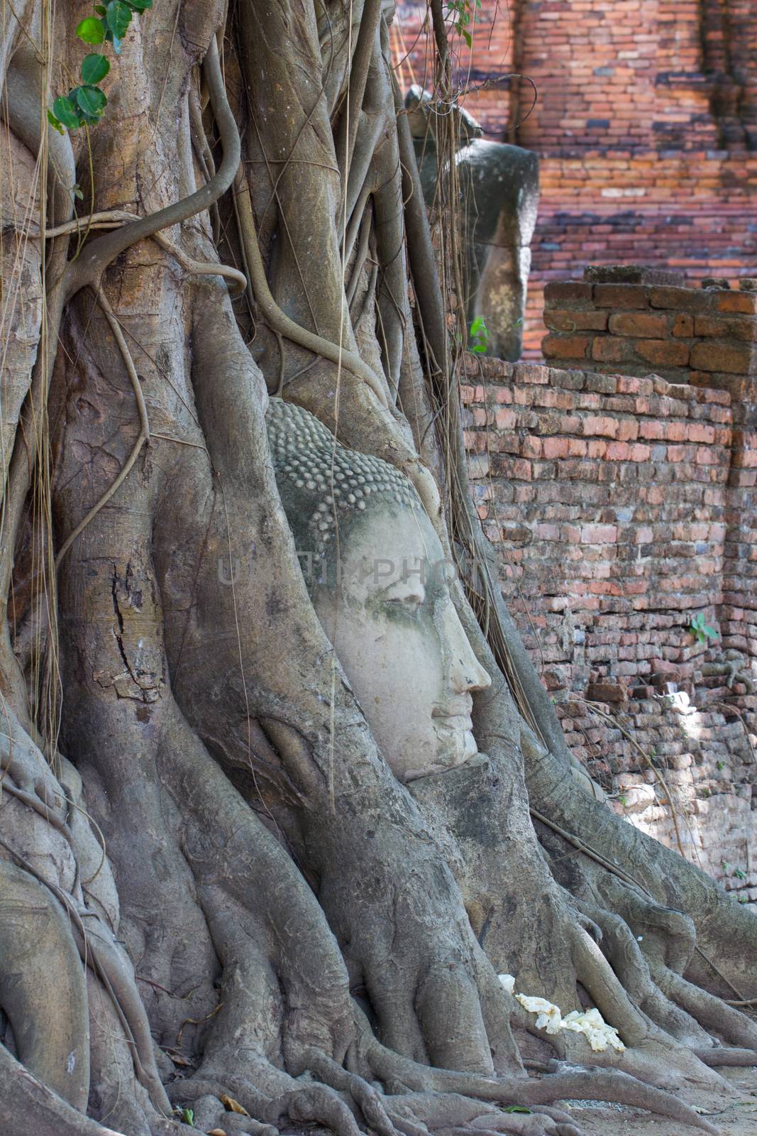 The Head of sandstone Buddha in tree roots at Wat Mahathat, Ayut by a3701027