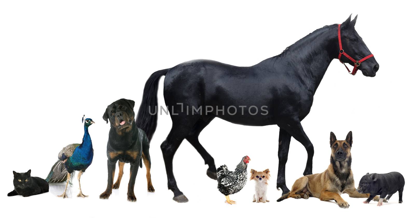group of animals in front of white background