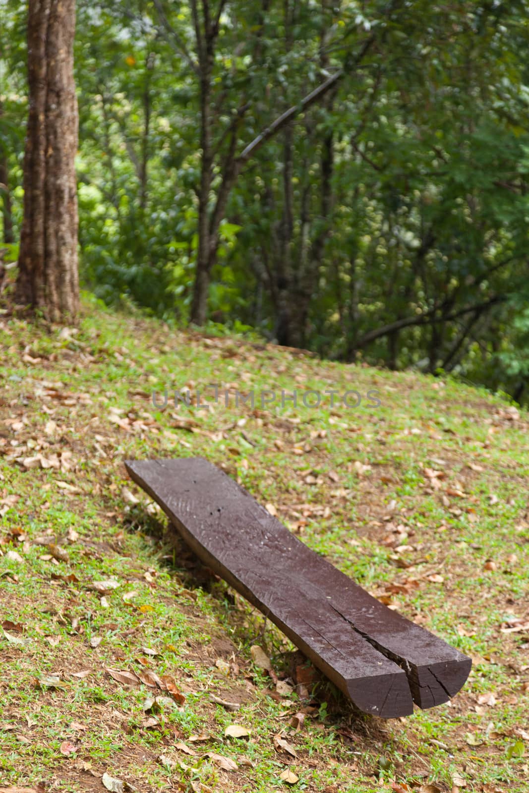 bench is made of wood. On the lawn under the trees