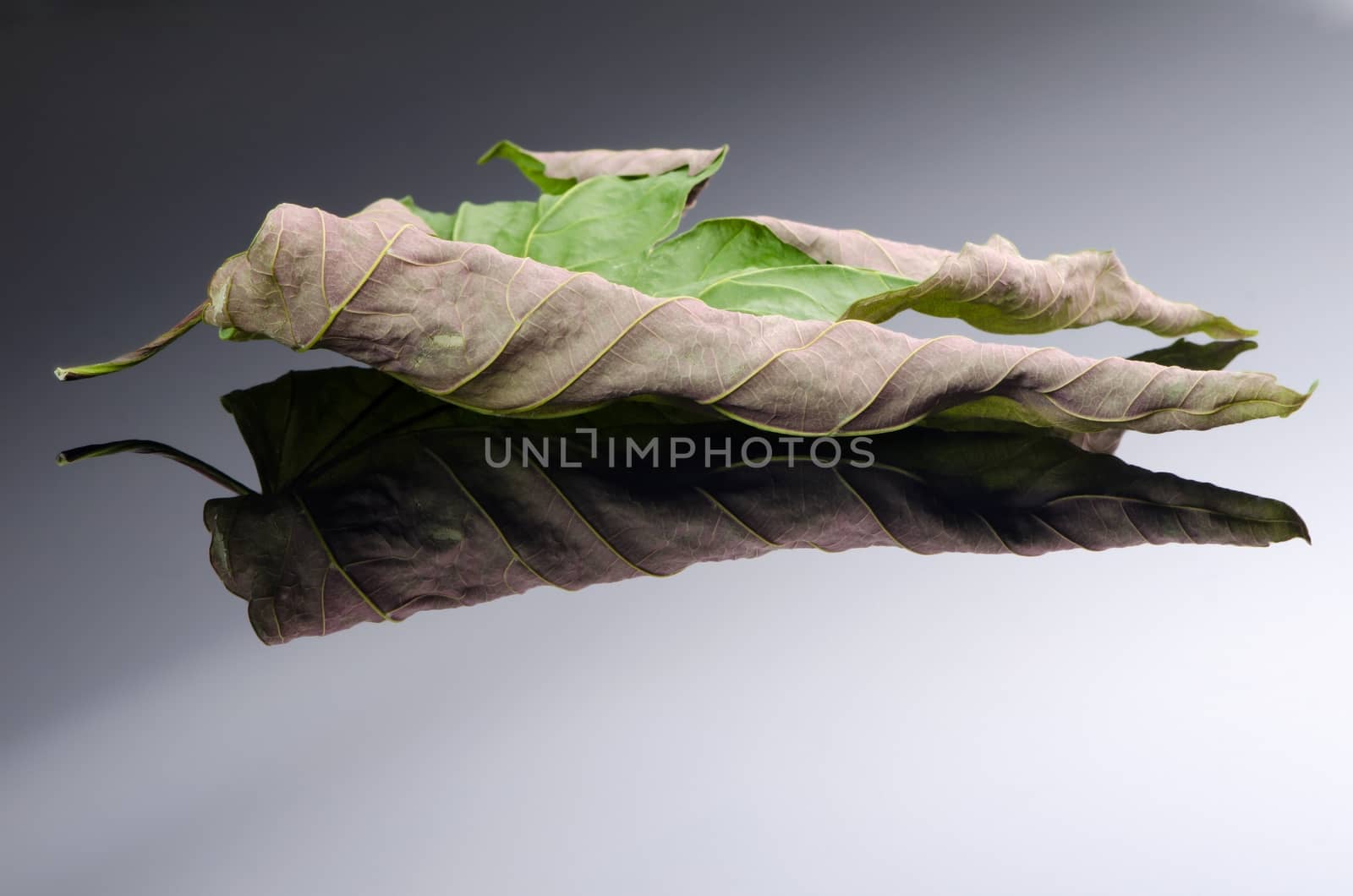 Old dry acer leaf on black white background with reflection.