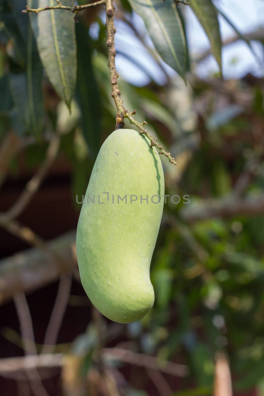 sweet green mango on tree, thailand