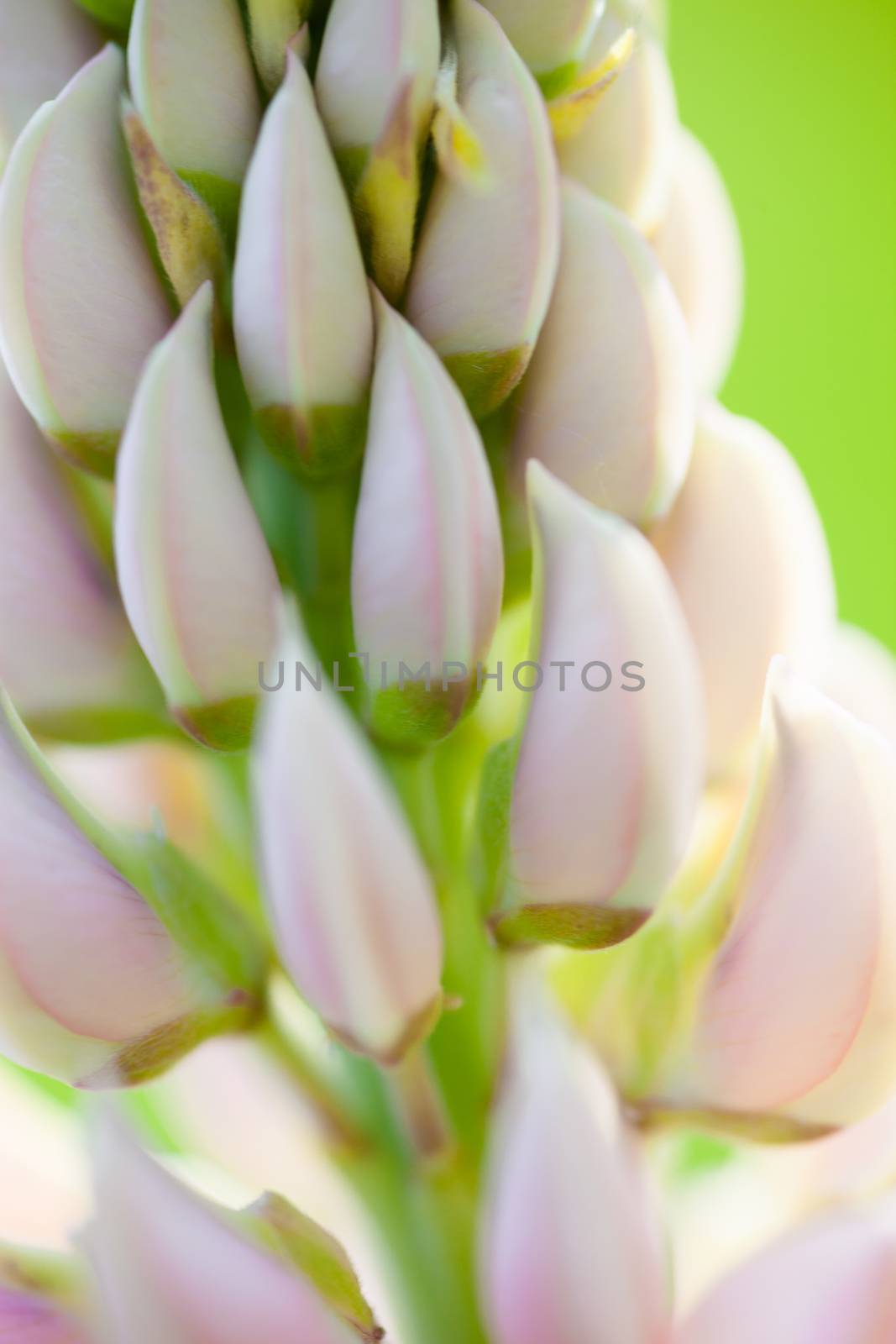 Pale pink flowers of the lupine (Lupinus) in the green meadow.