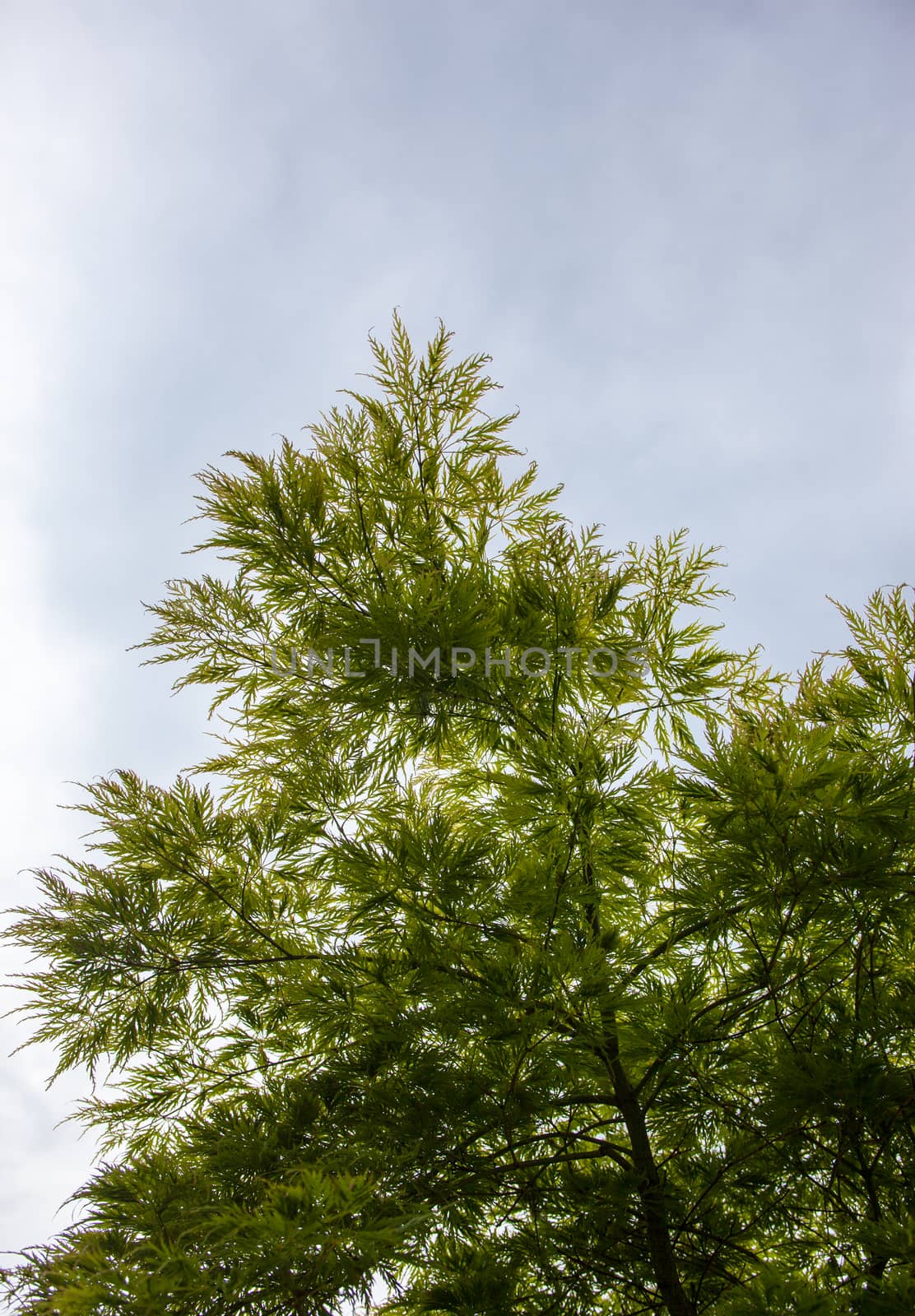 Green leaves on the branches of the Japanese maple (Acer palmatum)