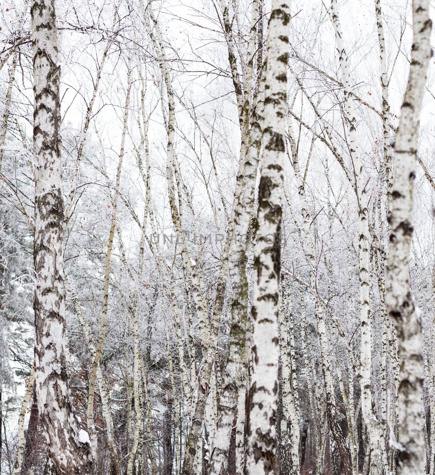 Birch trees covered with hoarfrost in the cloudy day.