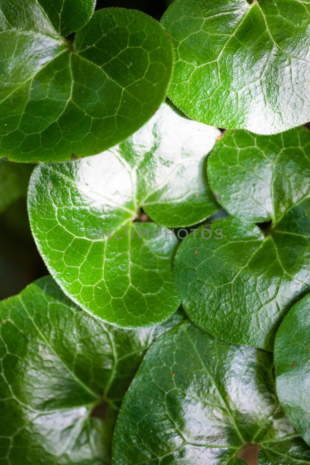 Shiny green leaves of asarabacca (Asarum europaeum) by rootstocks