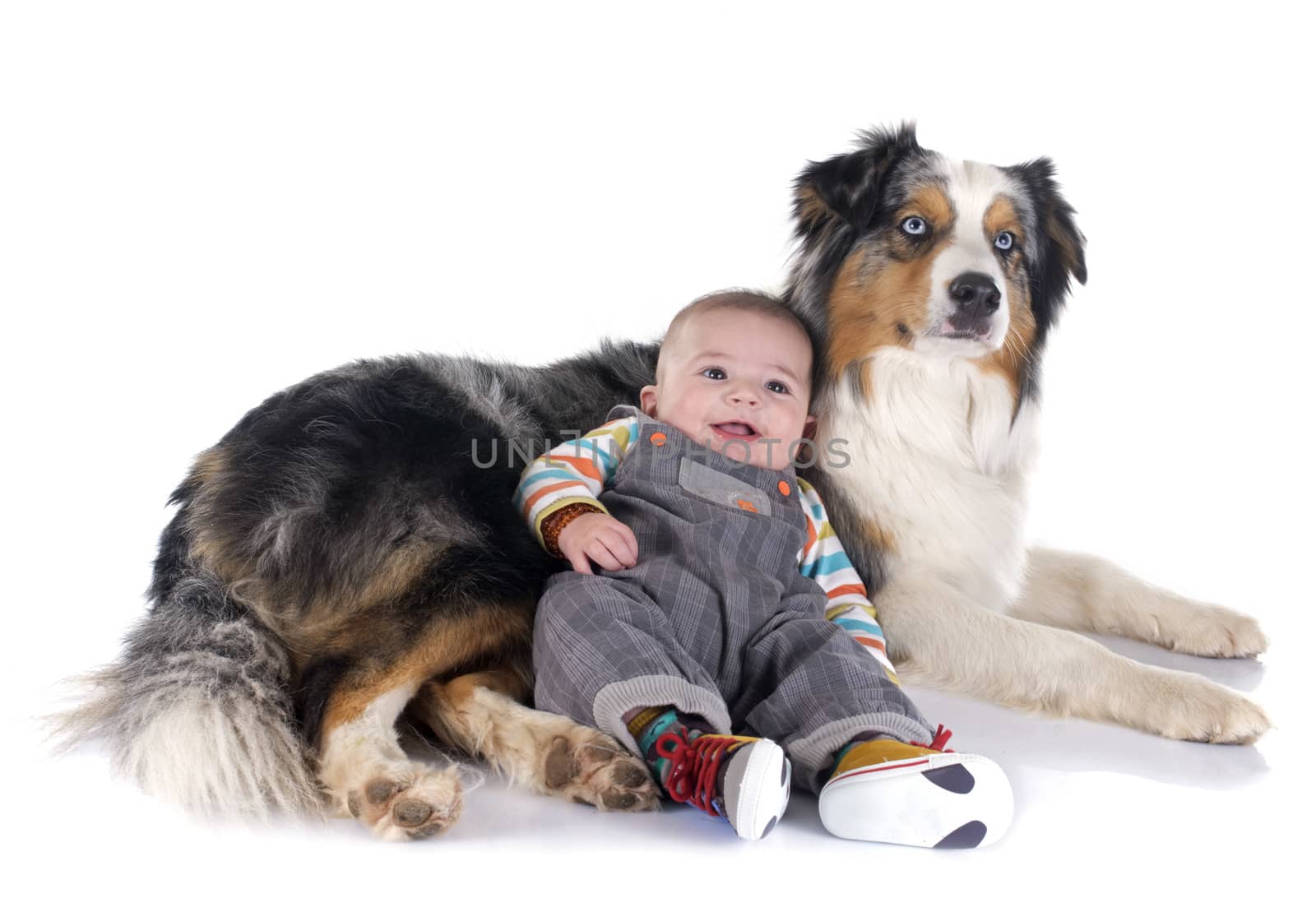 three months baby and australian shepherd in front of white background