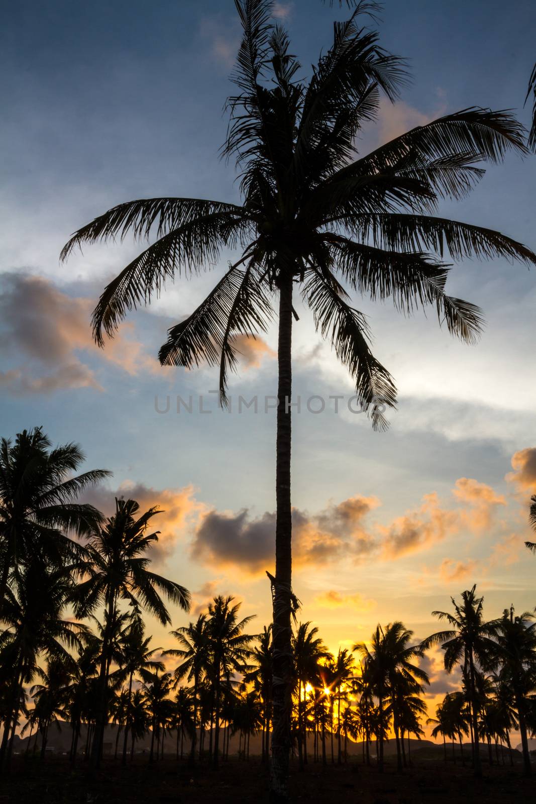 Palm trees at sunset time. by truphoto