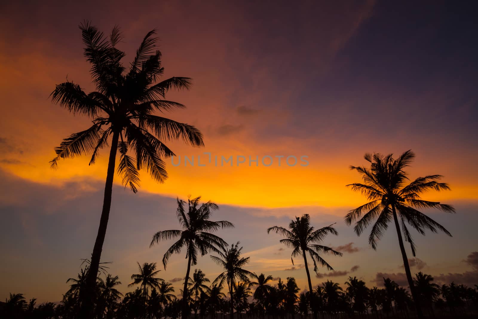 Palm trees at sunset time. by truphoto