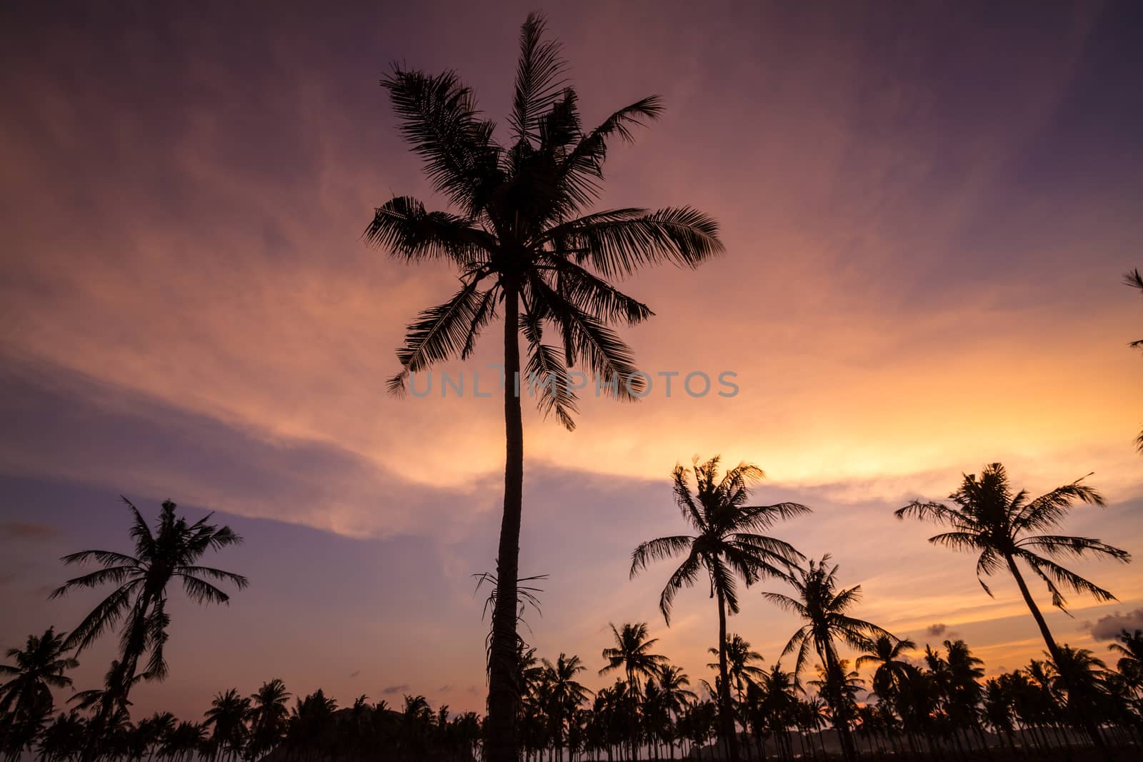 Picture of Palm Treea at Sunset Time. Indonesia.