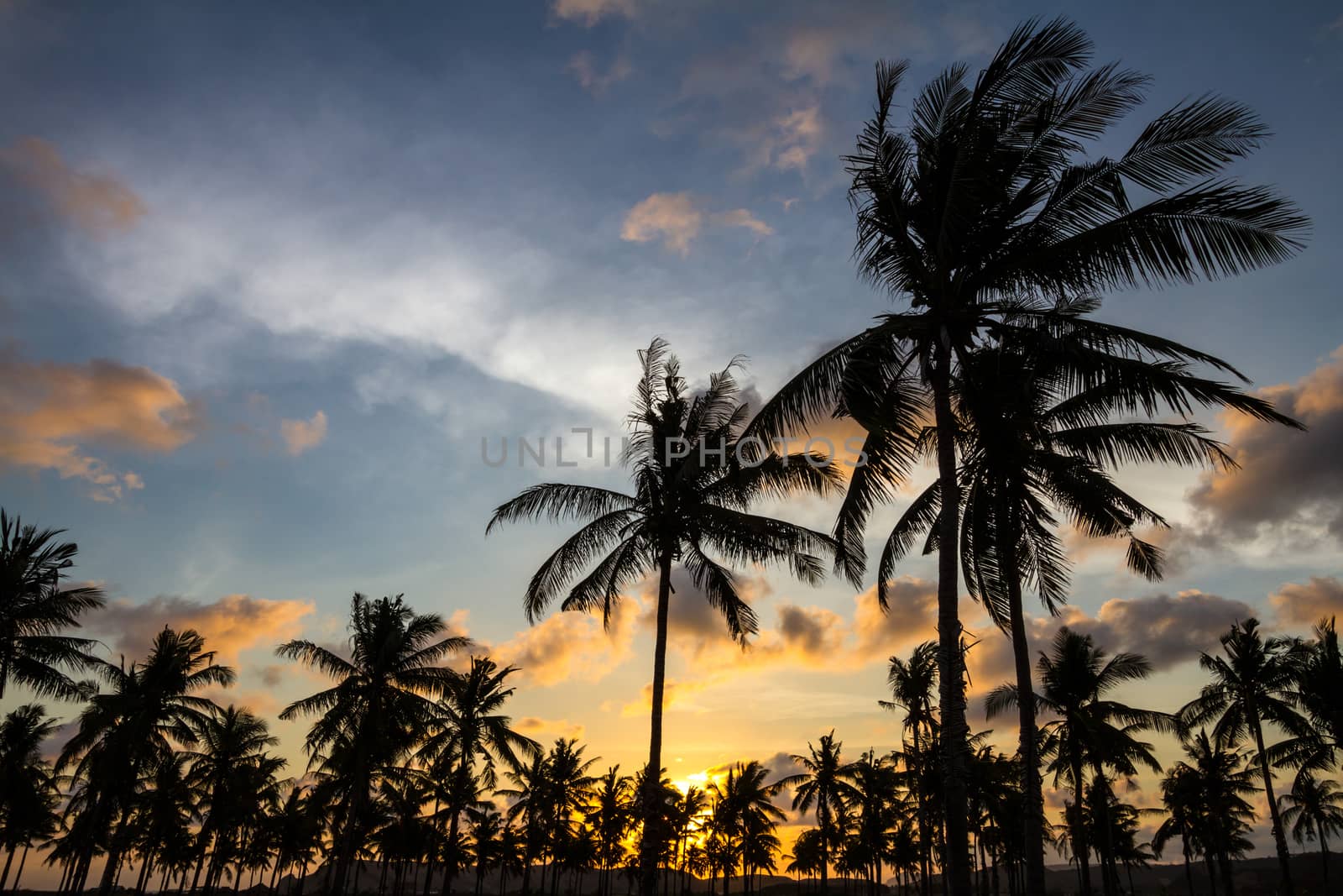 Picture of Palm Treea at Sunset Time. Indonesia.