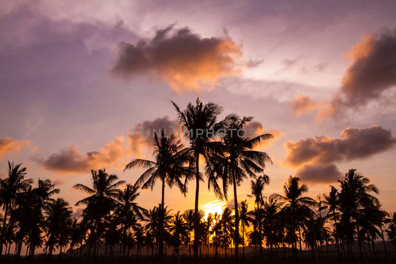 Picture of Palm Treea at Sunset Time. Indonesia.