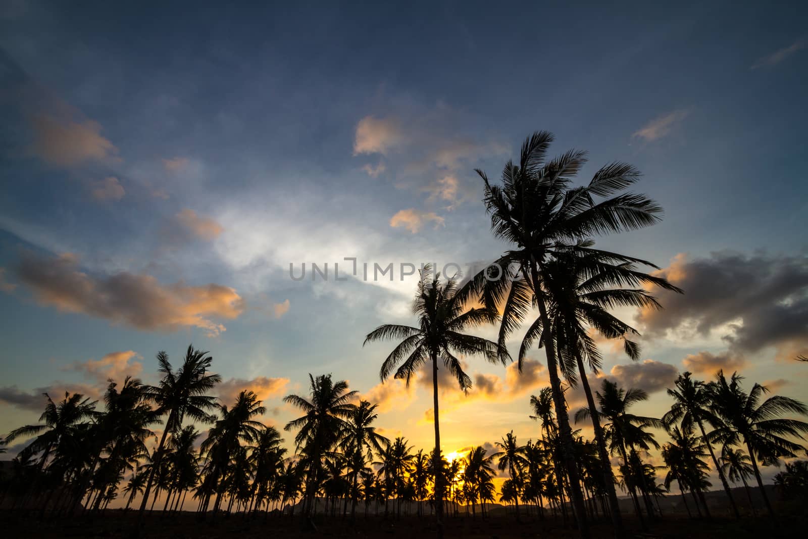 Picture of Palm Treea at Sunset Time. Indonesia.