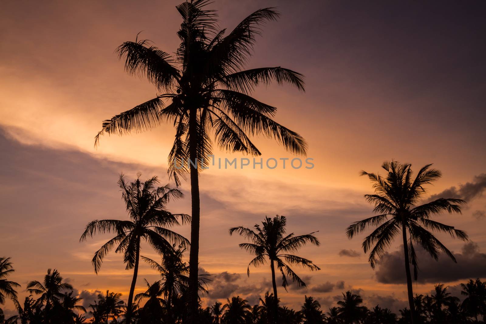 Picture of Palm Treea at Sunset Time. Indonesia.