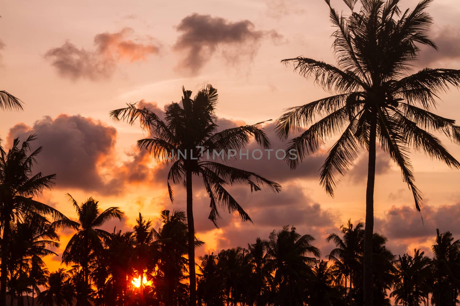 Picture of Palm Treea at Sunset Time. Indonesia.