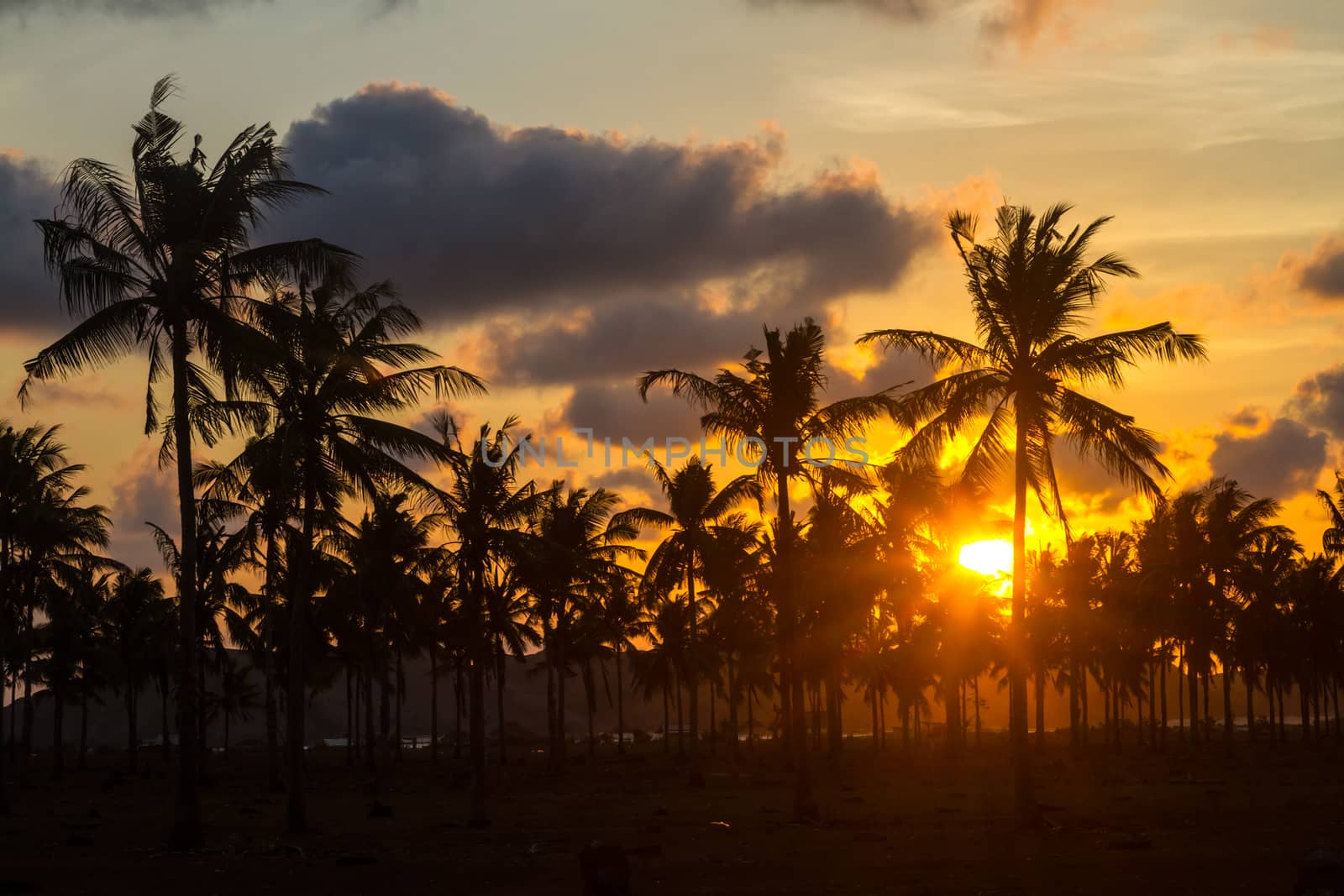 Picture of Palm Treea at Sunset Time. Indonesia.