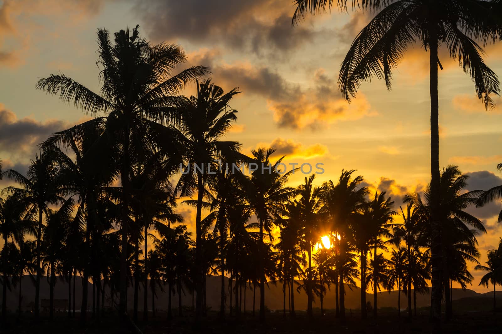 Picture of Palm Treea at Sunset Time. Indonesia.