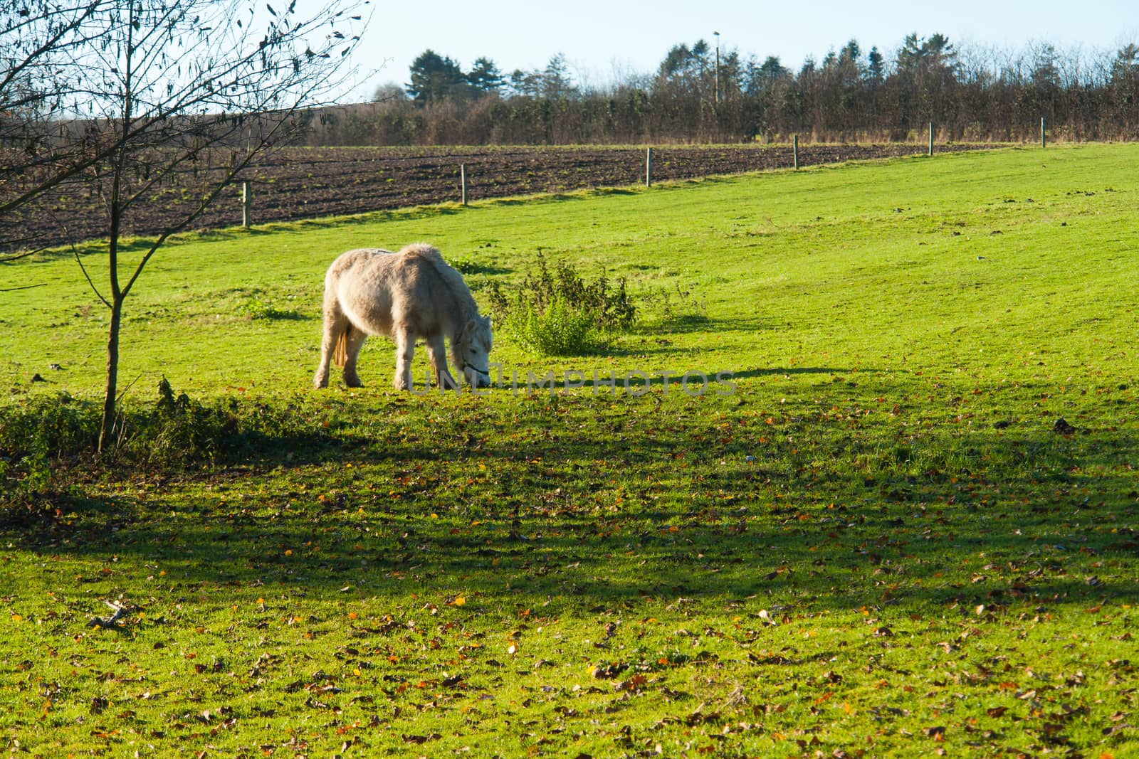 Grazing horse in a farm on a beautiful summer day