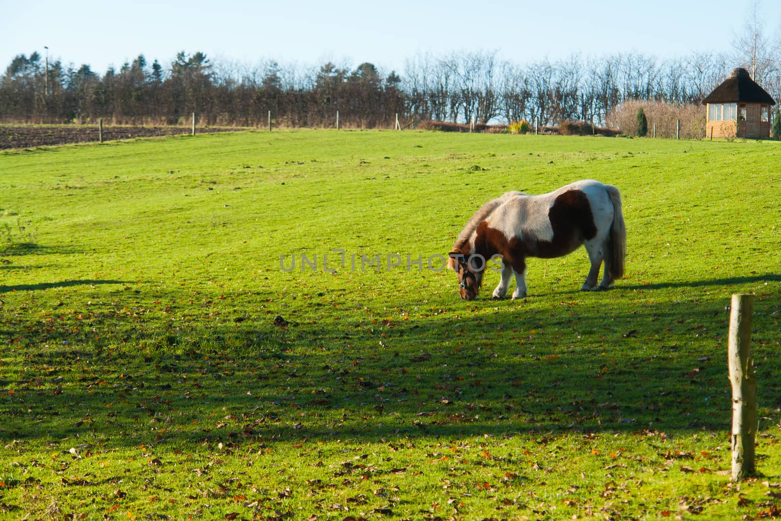 Grazing horse in a farm on a beautiful summer day