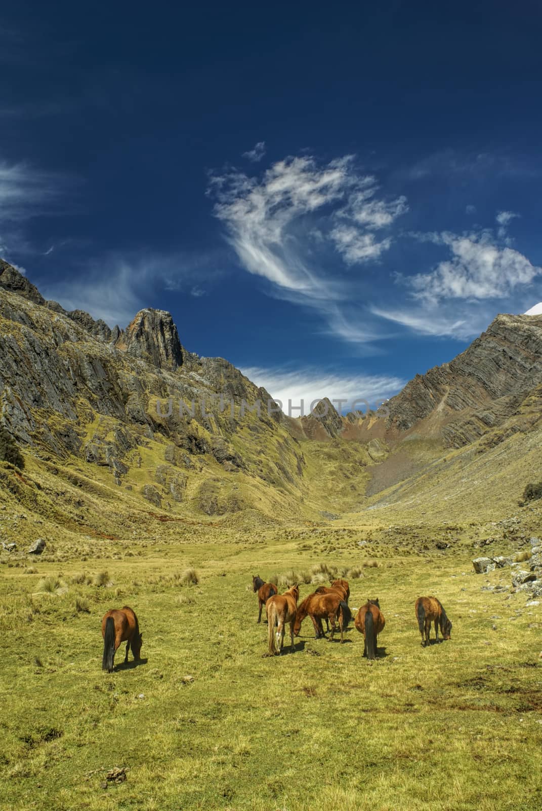 Horses grazing in scenic green valley between high mountain peaks in Peruvian Andes