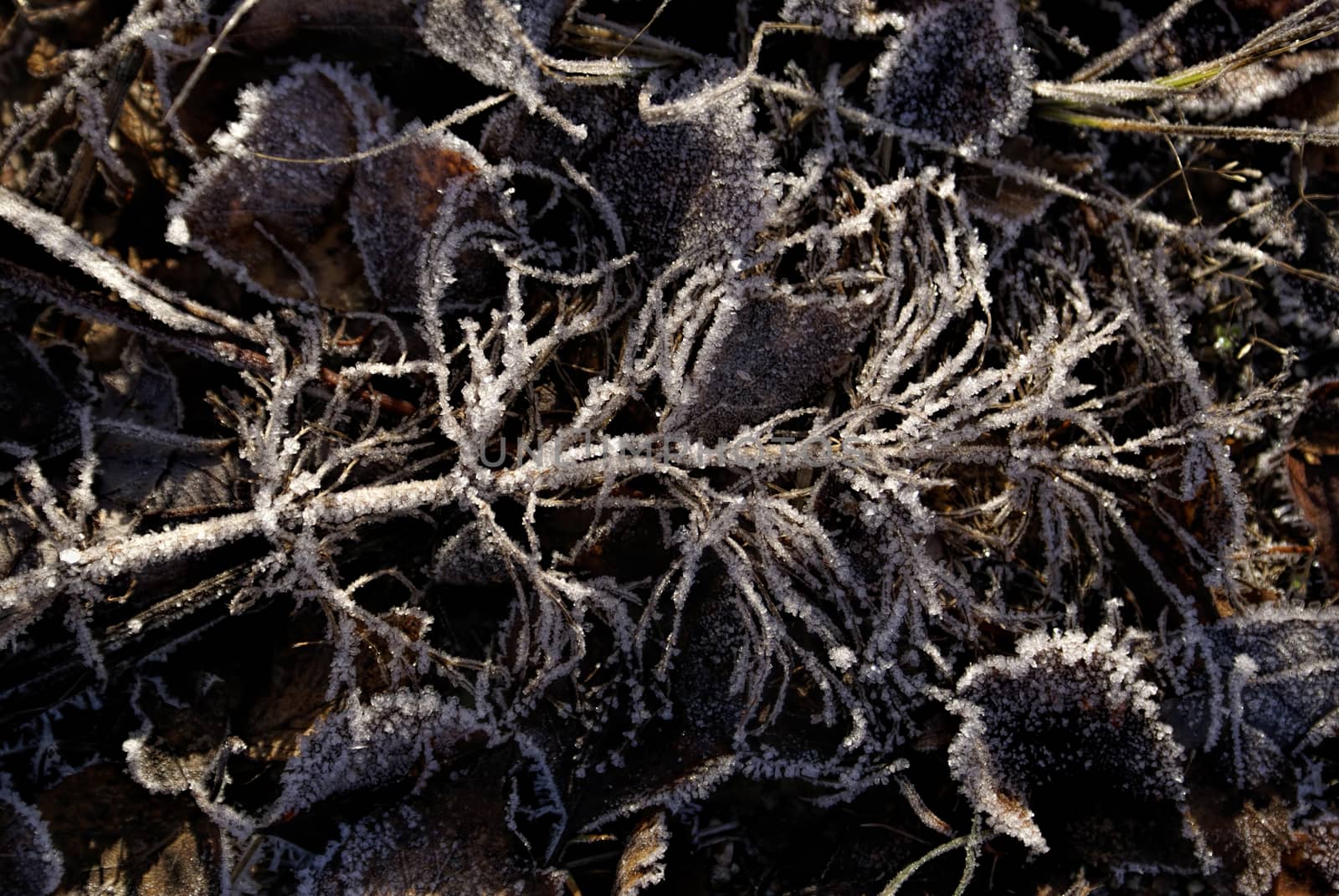 Close-up view of brown leaves frozen on the ground
