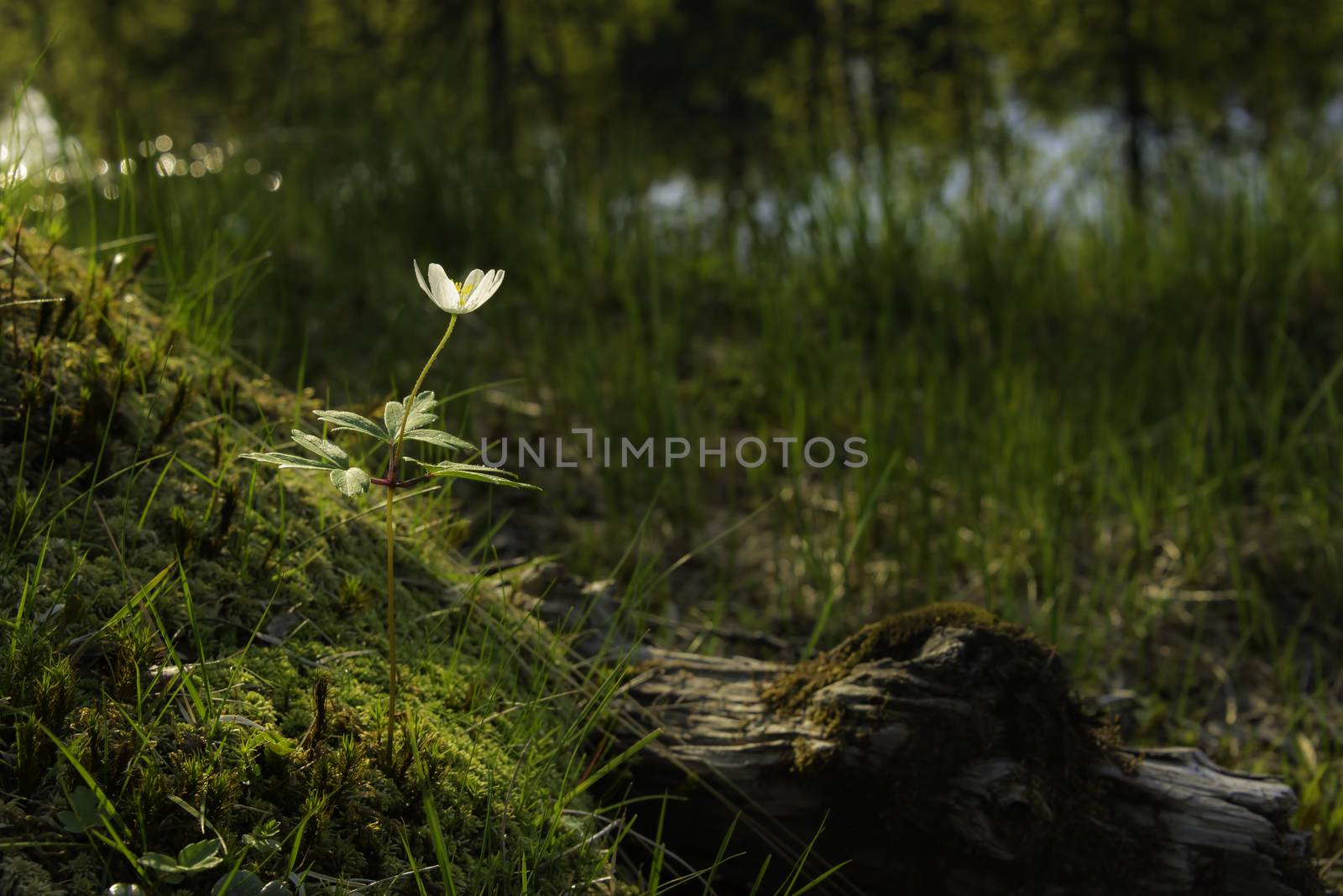 Single white Anemone by GryT