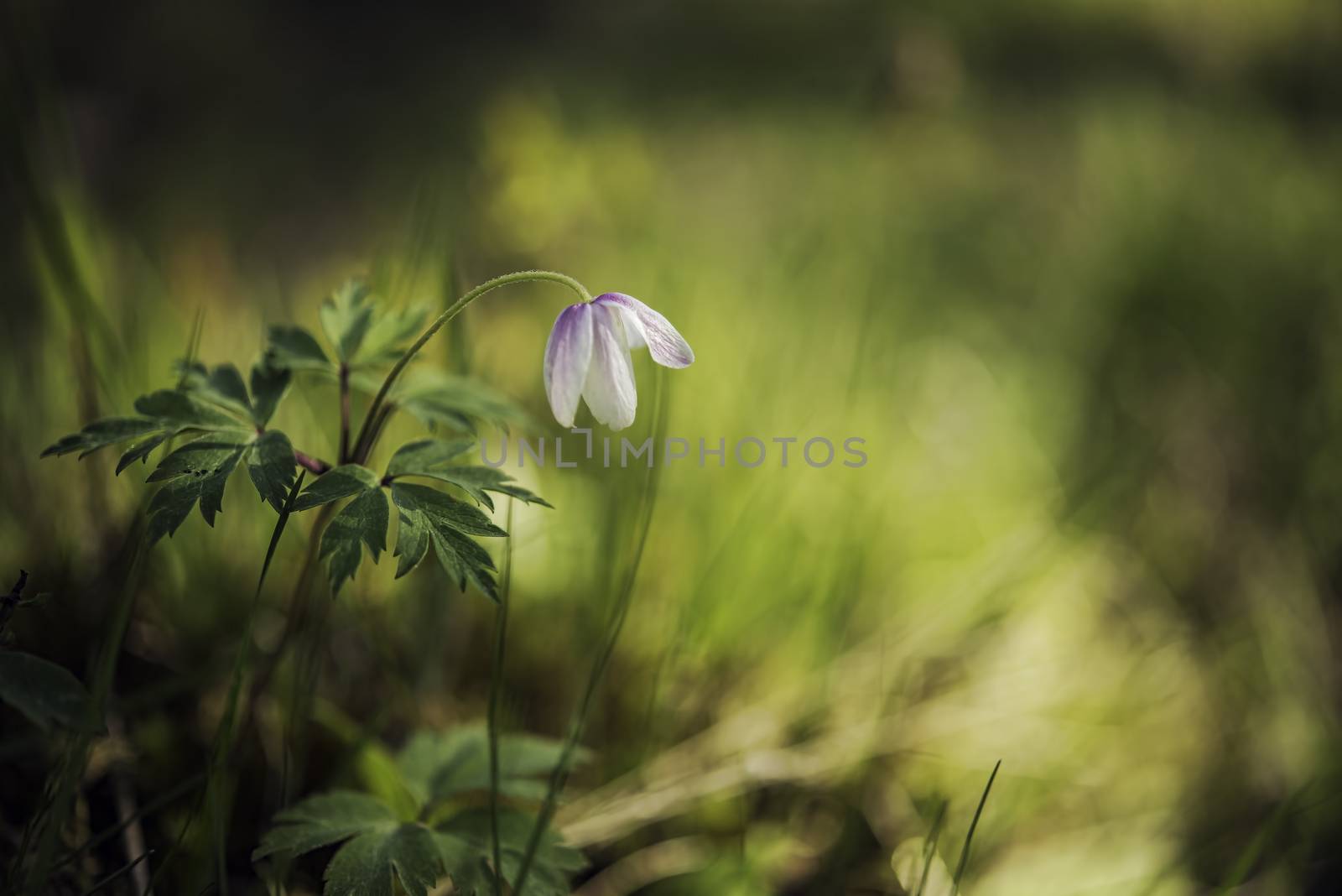 A single white Anemone on a forest floor with shadow and sunlight. 