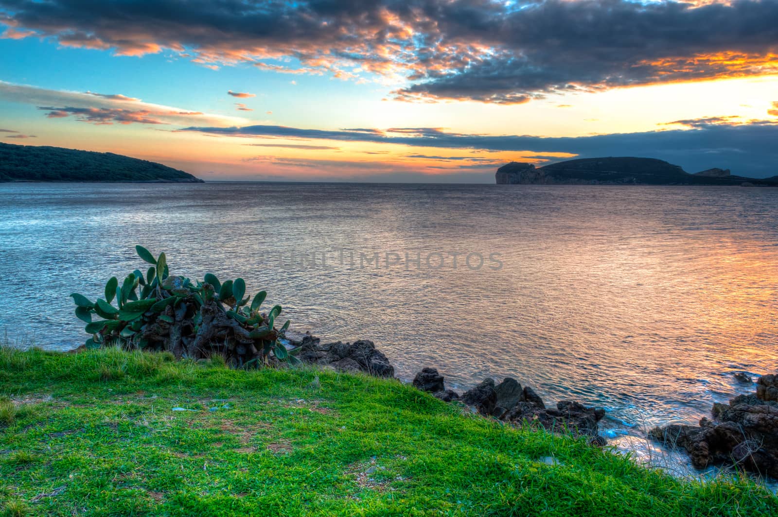 Seascape at sunset in winter with grass and a plant