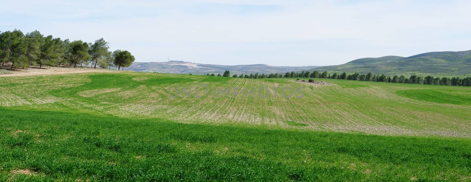 Panorama of green fields and meadows near Dvira, Israel in spring