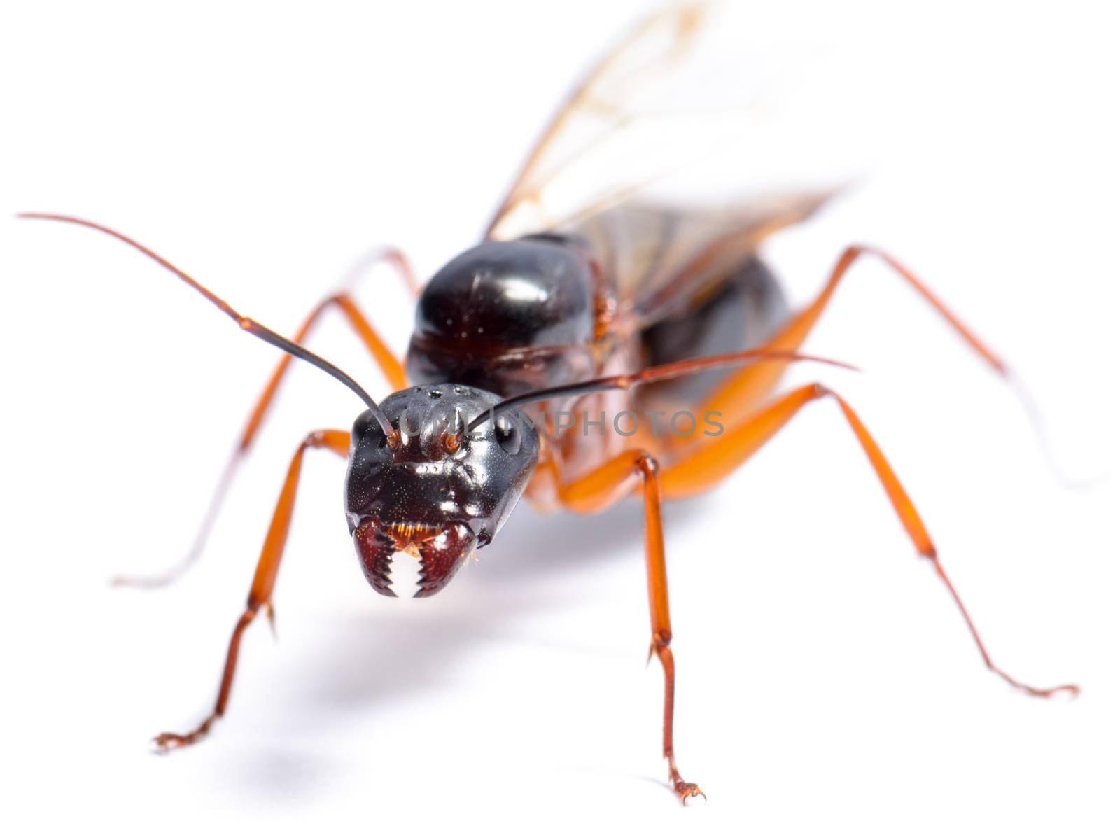 Close up of Black Carpenter Ant or Camponotus pennsylvanicus (winged male) on white background