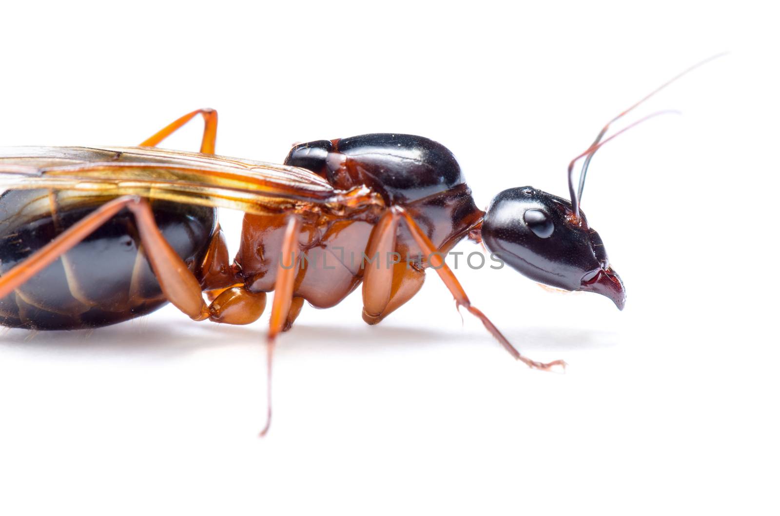 Close up of Black Carpenter Ant or Camponotus pennsylvanicus (winged male) on white background