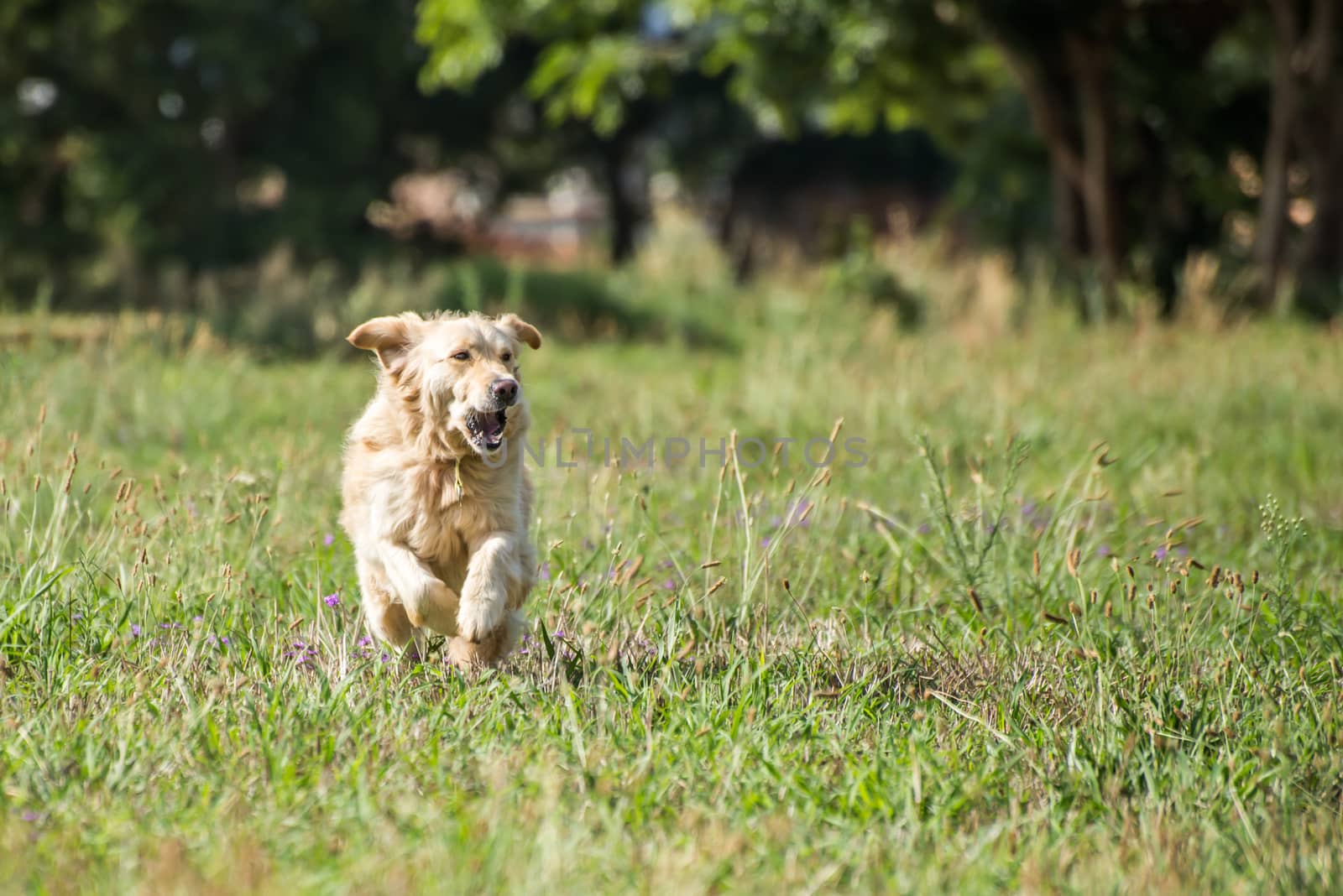 Golden Retriever Running by JFJacobsz