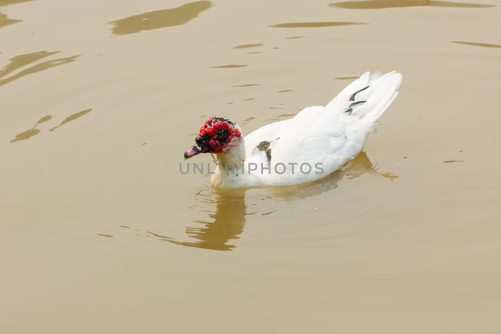 Muscovy Duck - Cairina moschata in river, thailand