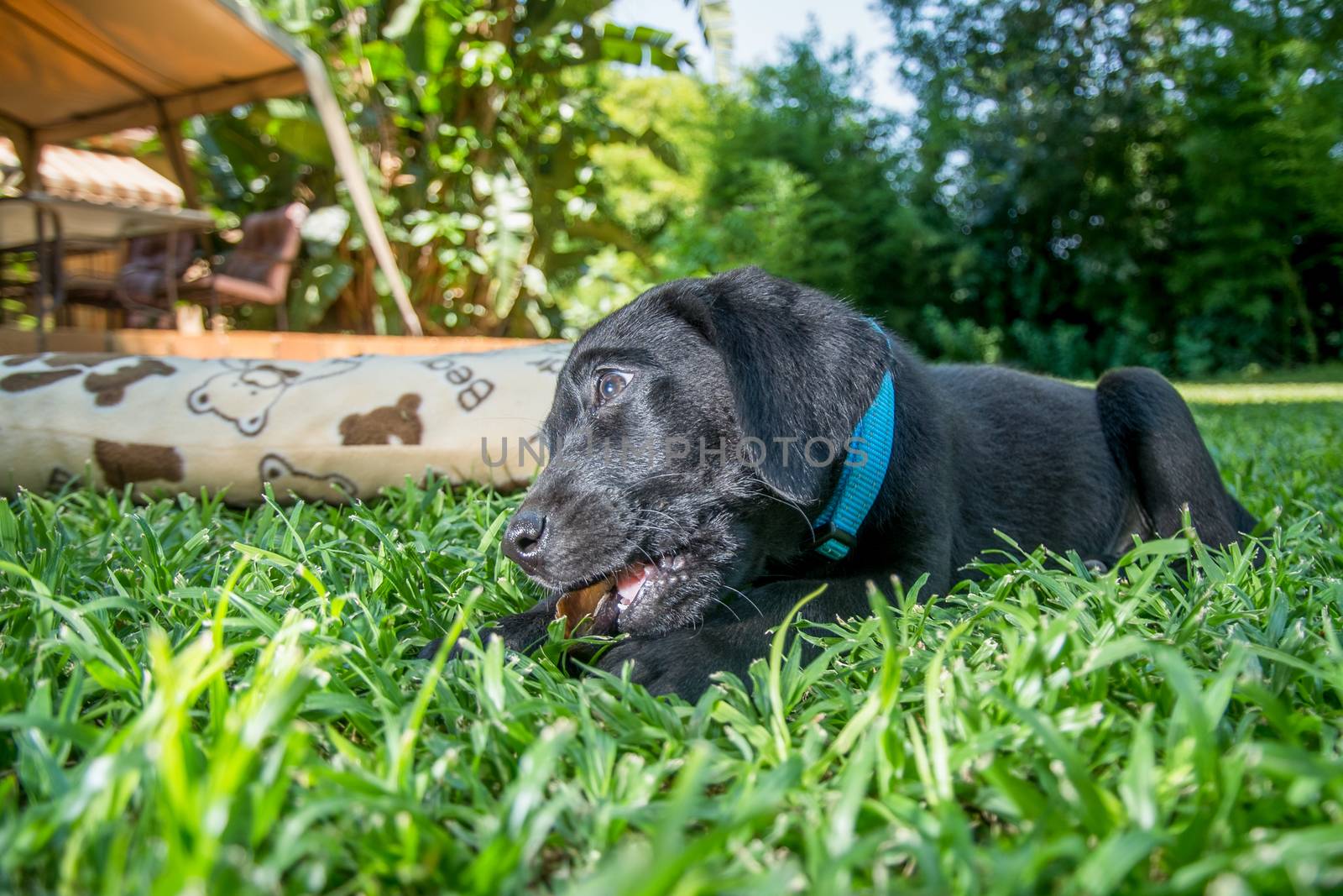 Labrador pyppy playing on the lawn and chewing on something.