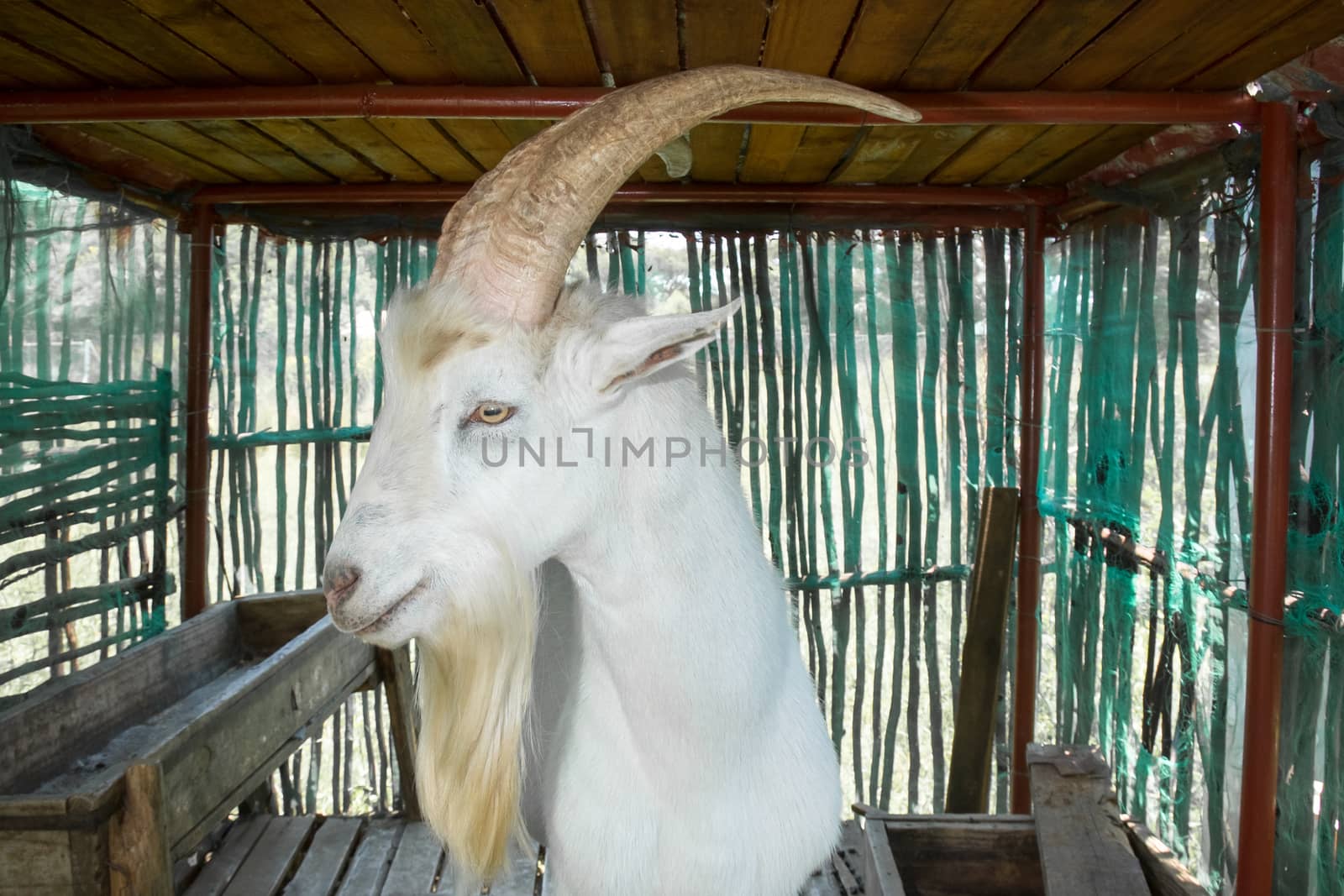 Saanen billygoat standing in his stables, looking towards the viewer while diplaying his big horns and long white beard.