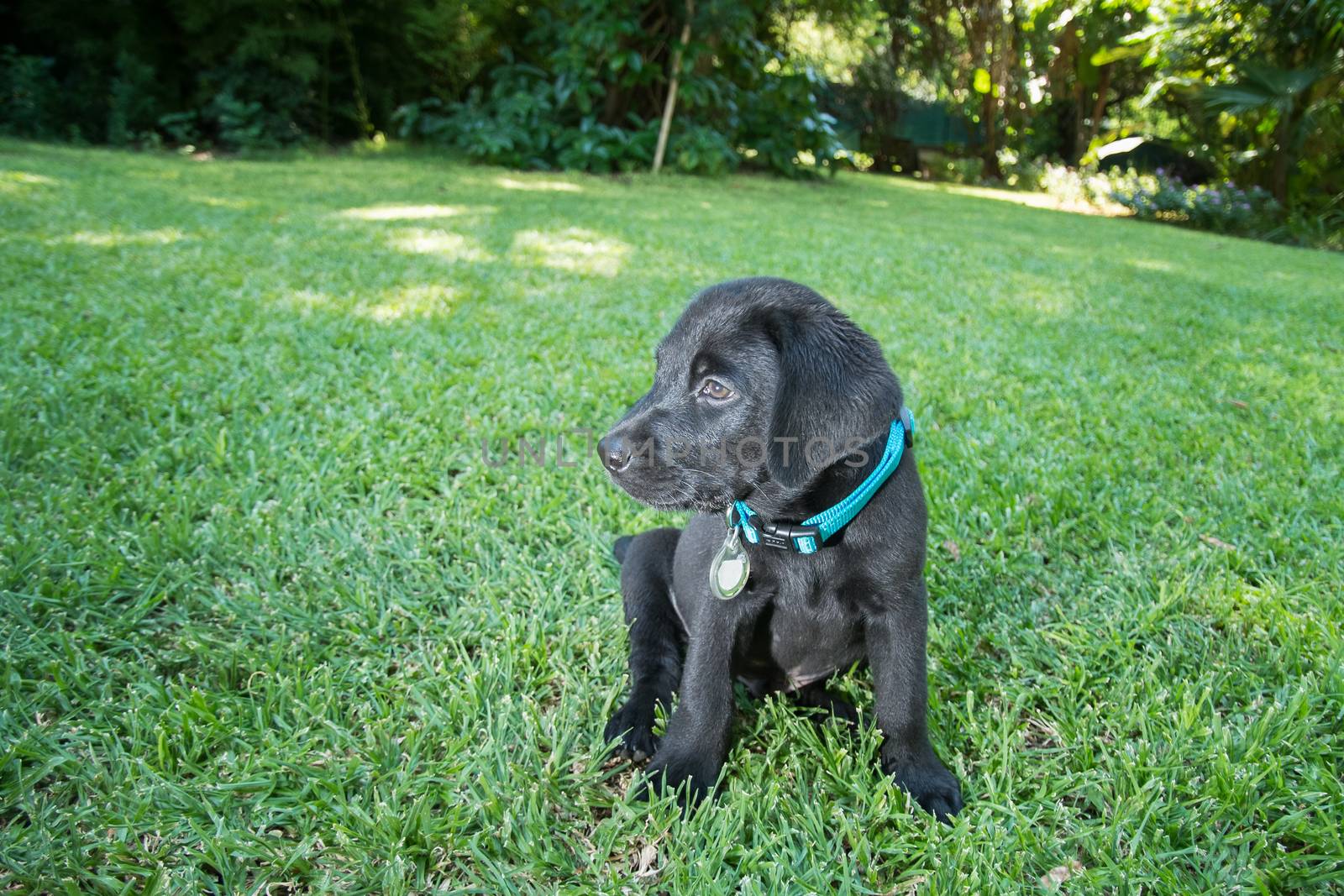 Labrador Puppy on Lawn by JFJacobsz