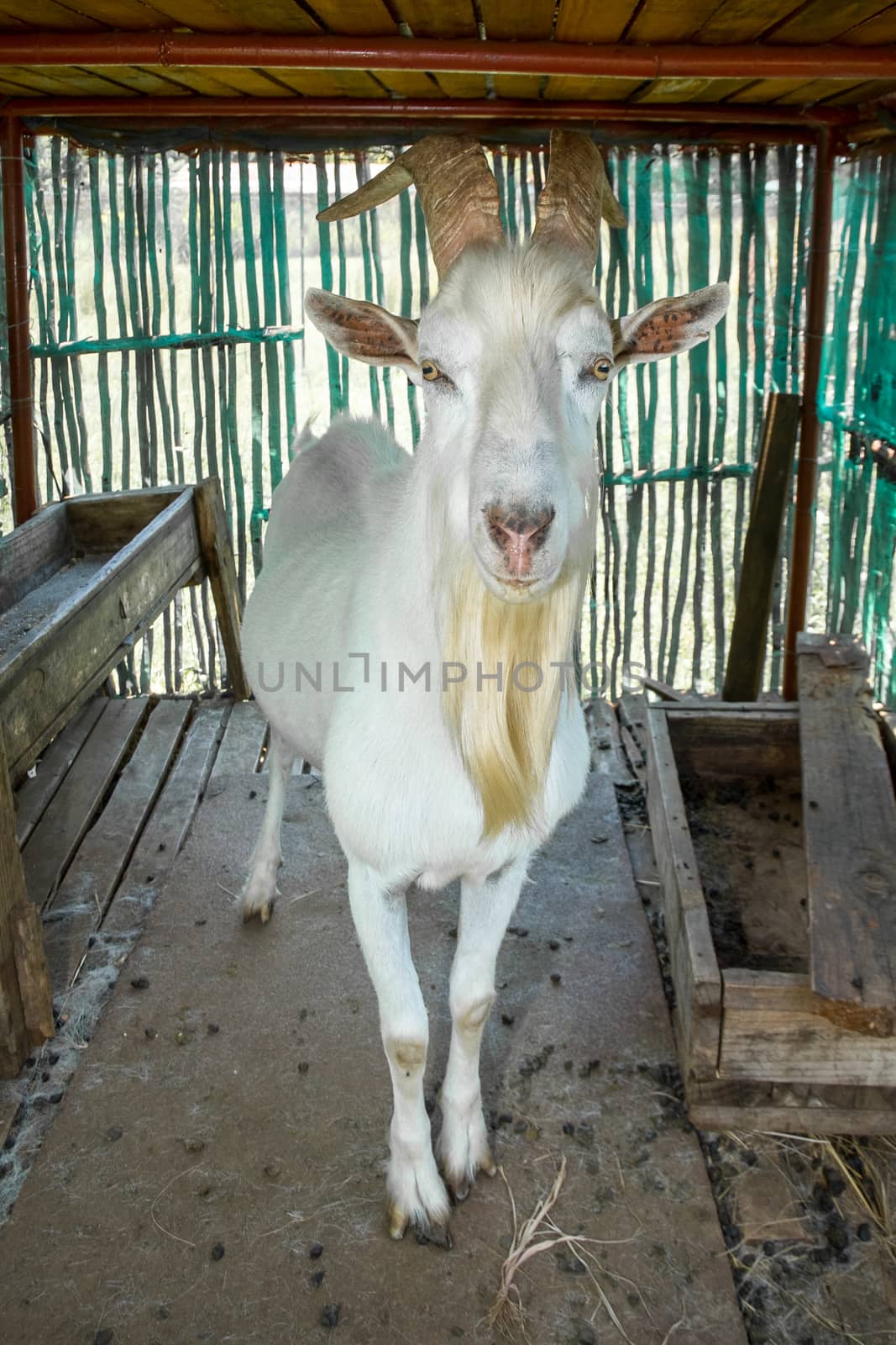 Saanen billygoat standing in his shaded den and looking straight towards the viewer.