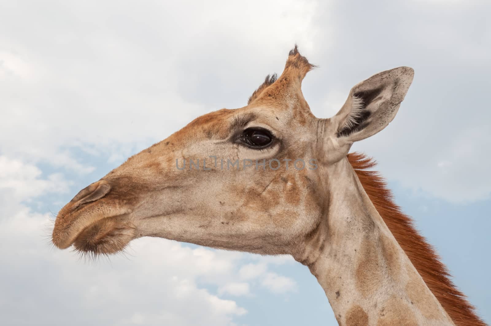 Close up photo of the neck and face of a giraffe.