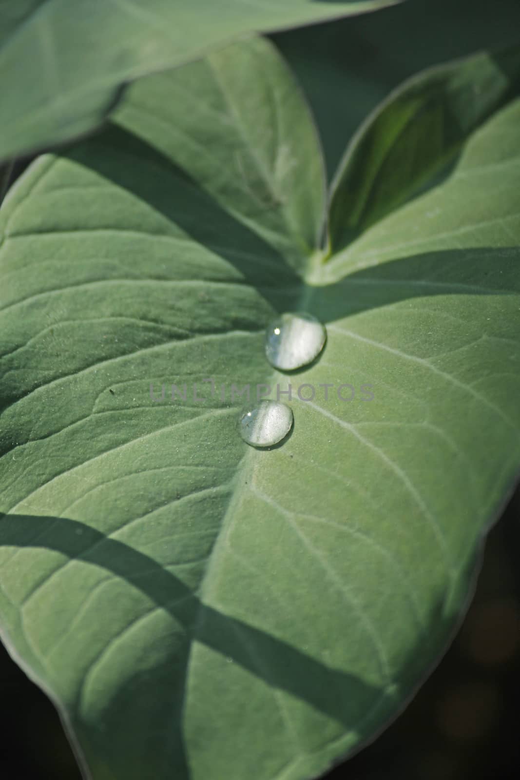 Taro leaves, Colocasia esculenta by yands