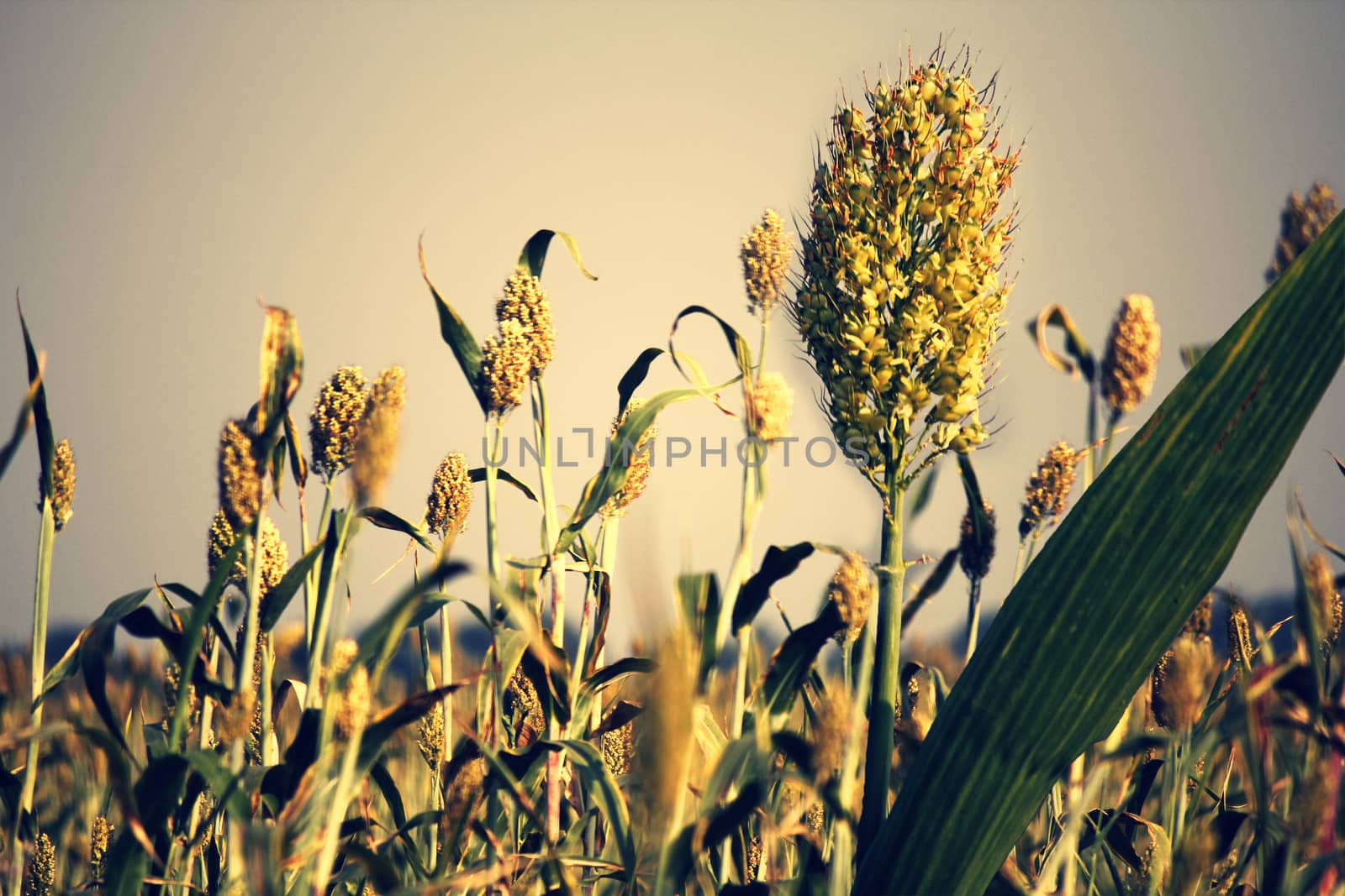 Sorghum bicolor crop by yands