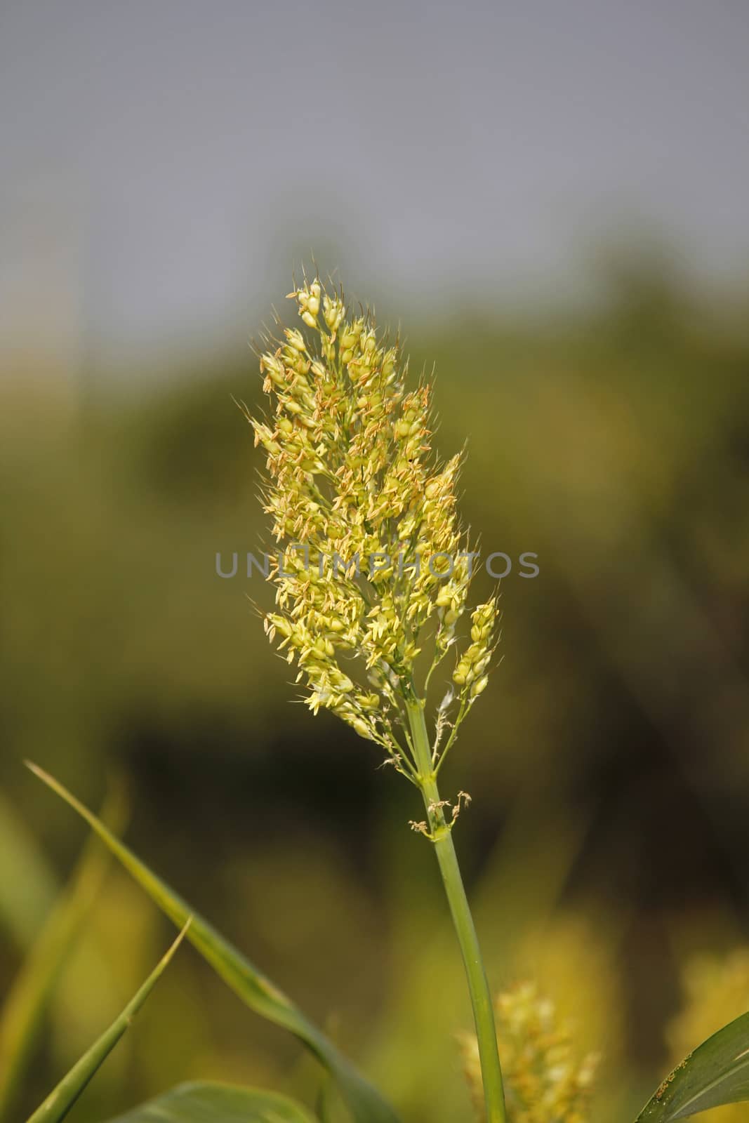 Sorghum bicolor, commonly called sorghum and also known as durra, jowari, or milo, is a grass species cultivated for its grain, which is used for food, both for animals and humans, and for ethanol production.