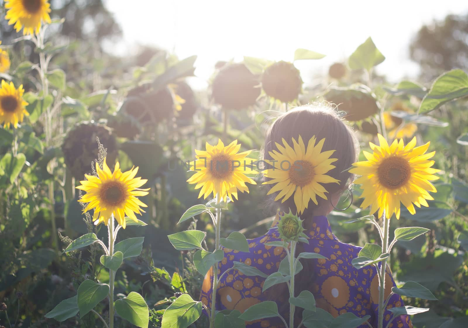 Young woman with sunflower in her hands is on the field in the rays of the rising sun Back view.