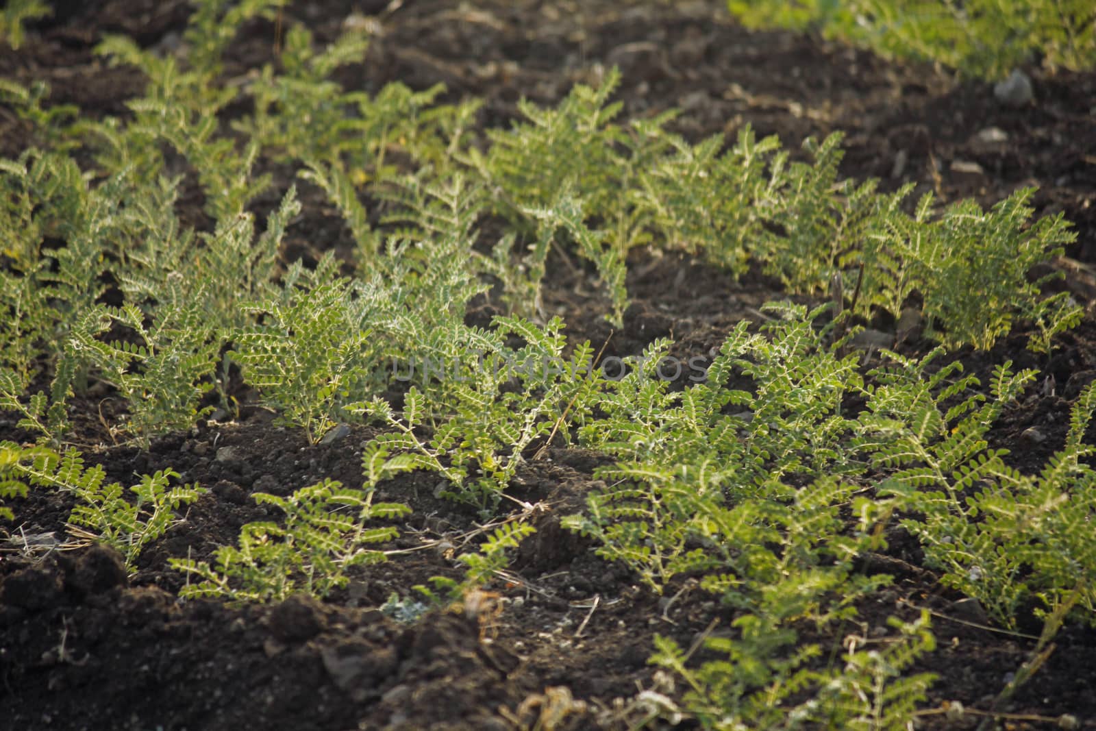 Field of cicer arietinum l