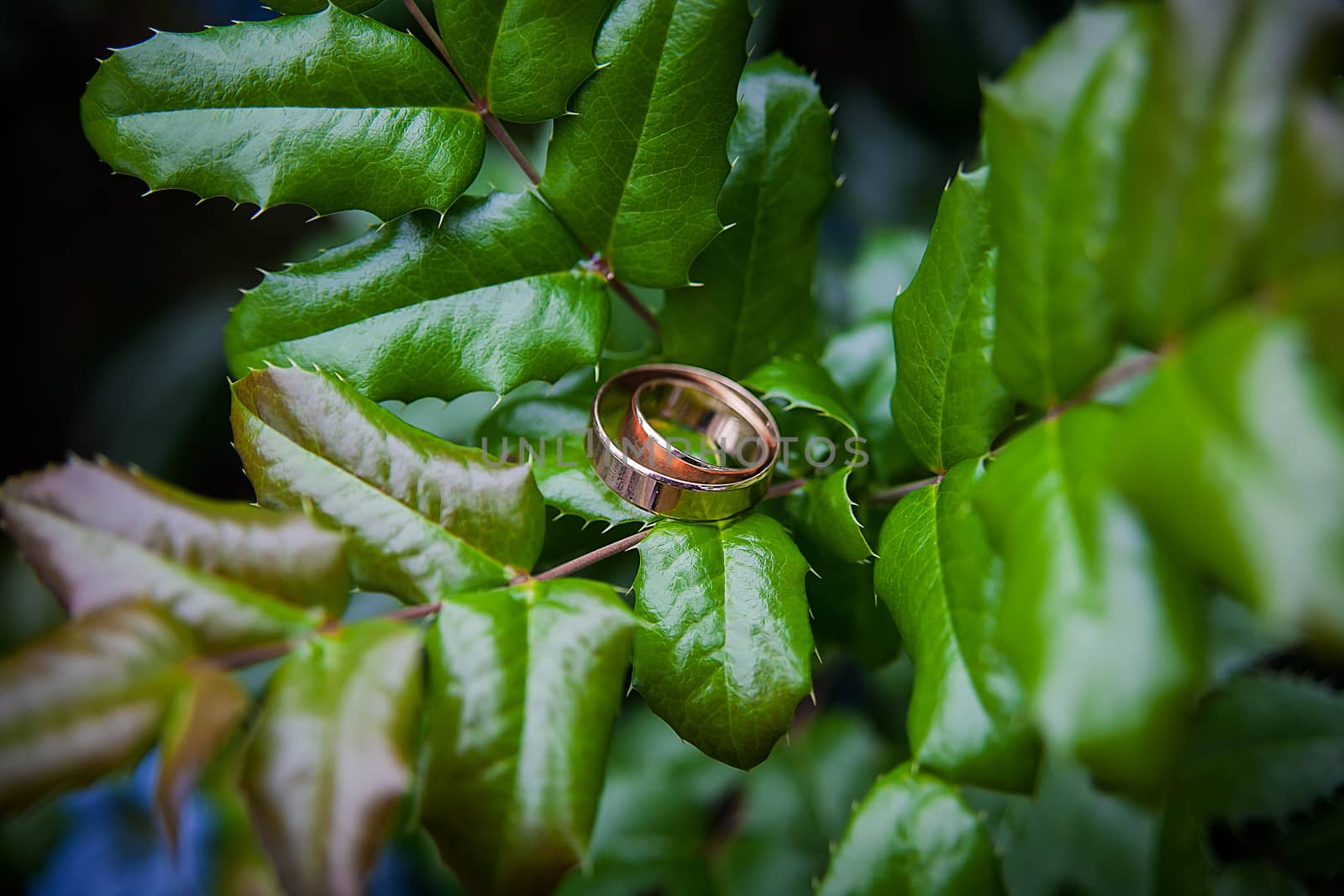 Golden wedding rings lie on leaves green plant