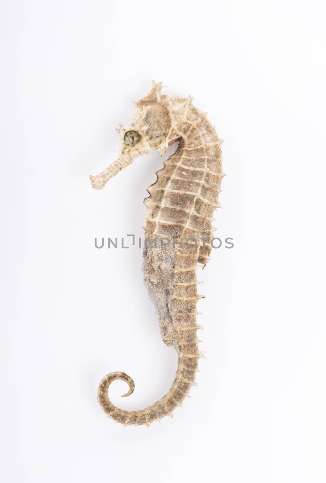 Seahorse in front of white background 