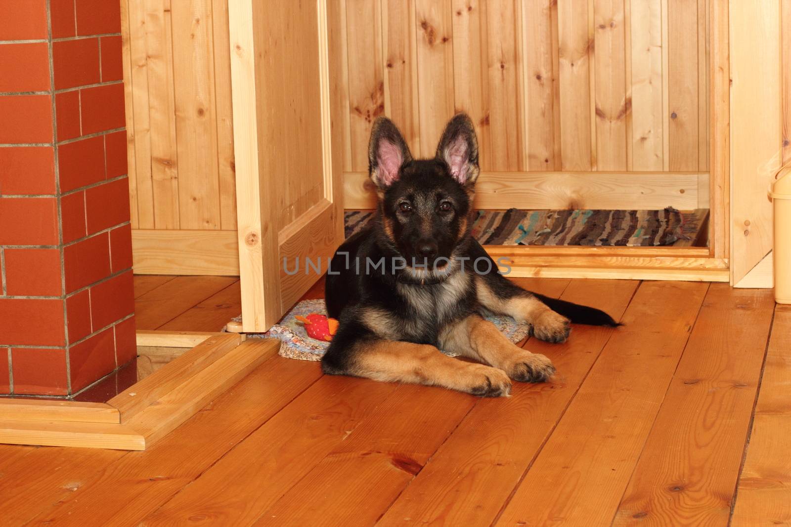 German Shepherd puppy by Metanna