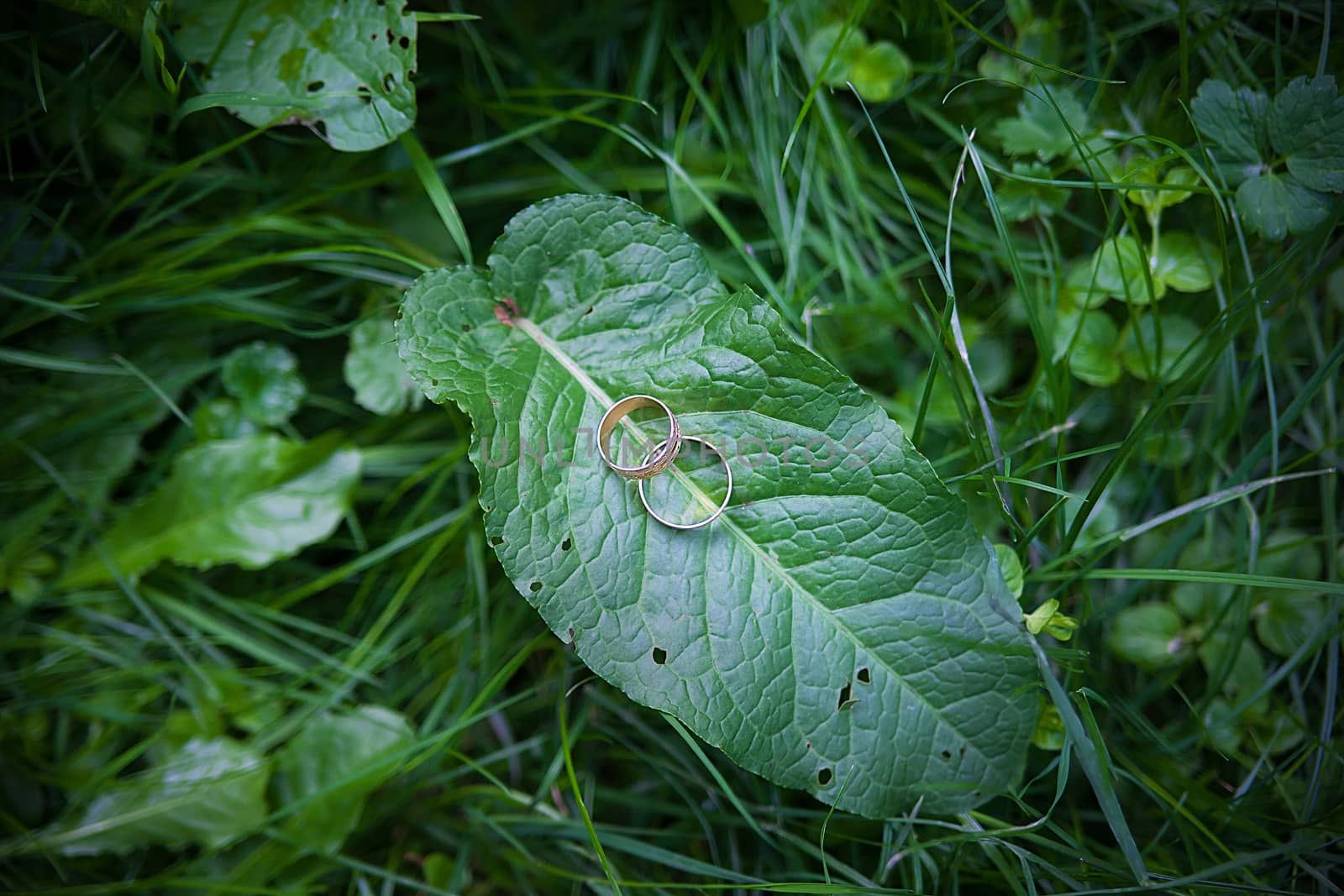 Two Golden wedding rings lie on leaves green plant