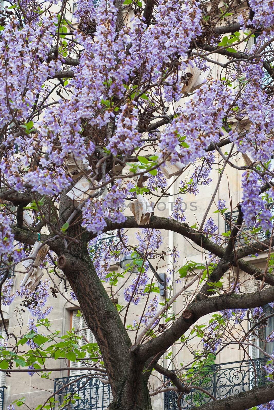 Book hang on a flowering tree with blue flowers France, Paris